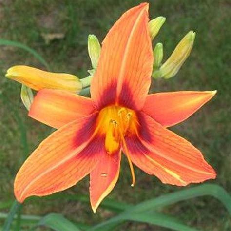 6 X Hemerocallis Rajah Daglelie Pot 9x9cm