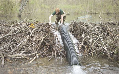 beaver dam building supply beaver dam ky Early years: making beaver dams!