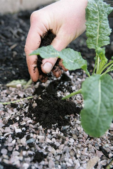 So können Sie den alten Kaffeesatz im Garten einsetzen