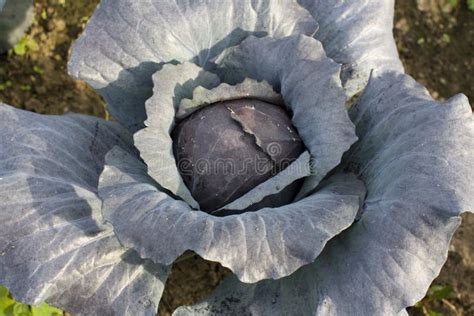 Red Cabbage Stock Photo Image Of Healthy Outdoor Garden 34045222