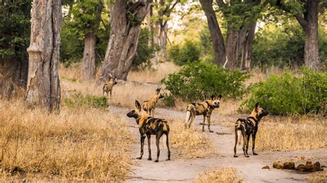 Rondreis Botswana De Beste Rondreizen In Botswana Anwb