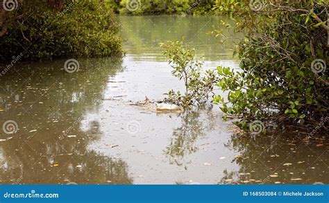 Australian Mangrove Swamp Ecosystem Stock Photo - Image of maritime ...