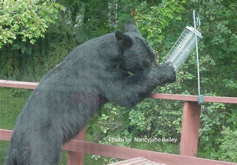 Bring In Your Bird Feeders During Bear Season It May Be Fun To Watch Them At First But Not