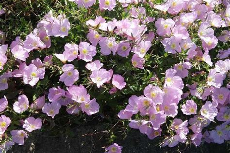 Mexican Evening Primrose Deceptively Aggressive Southwest Gardener