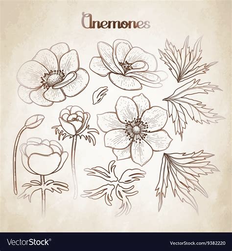 Collection Of Graphic Anemones Royalty Free Vector Image