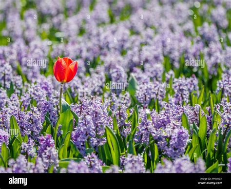 Tulip fields in the Netherlands Stock Photo - Alamy