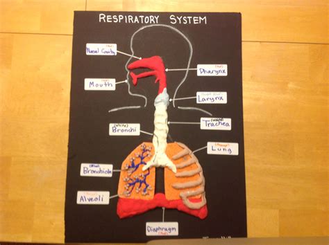 5th Grade Respiratory System Diagram Respiratory System Work