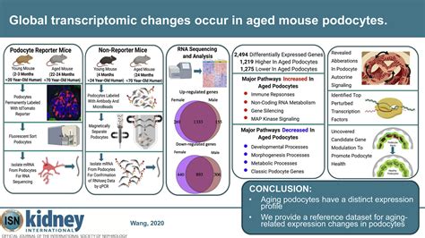 Global Transcriptomic Changes Occur In Aged Mouse Podocytes Kidney