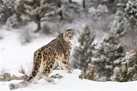 Snow Leopard - Characteristics, Behavior and Habitat - My Animals