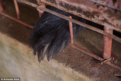 Five Moon Bears Freed After More Than Twenty Years Trapped In Cages At