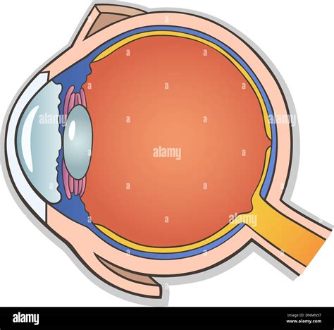 Medical Vector Illustration Of Human Eye Ball Cross Section Stock