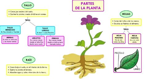 Cuales Son Las Partes De La Planta Y Sus Funciones Partes De La Images