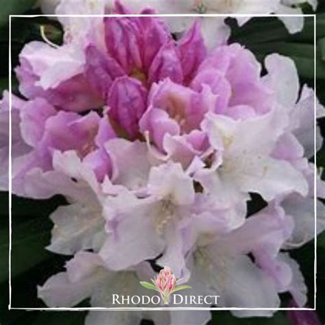 Rhododendron Hoppy Rhododirect Buy Rhododendrons Online In New Zealand