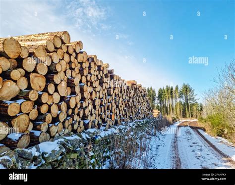 Images Of Piles Of Cut Down Trees In A Log Pile Pine Tree Logs Piled