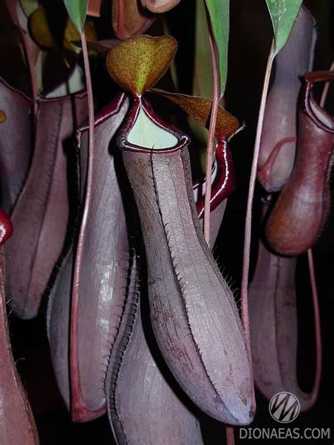 Nepenthes Rebecca soper, Непентес Ребекка Сопер, насекомоядное растение ...