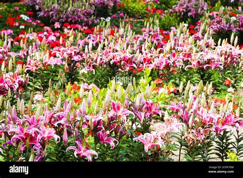 Pink Lily Flower In The Garden Lily Joop Flowers Lilium Oriental Joop