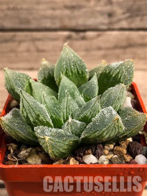 Sh3101 Haworthia Cooperi Var Venusta Cv White Fox Cactus Online