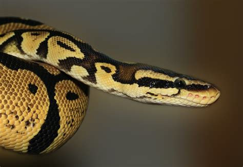 Rêver de serpents : voici la signification | CNEWS