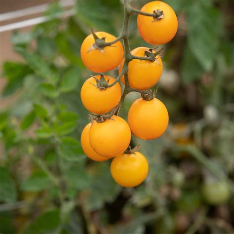 Tomate Gold Nugget Am L Gumes