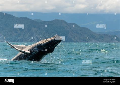 Blue whale breaching hi-res stock photography and images - Alamy