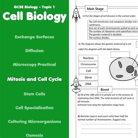 Mitosis And The Cell Cycle Home Learning Worksheet Gcse Rocketsheets
