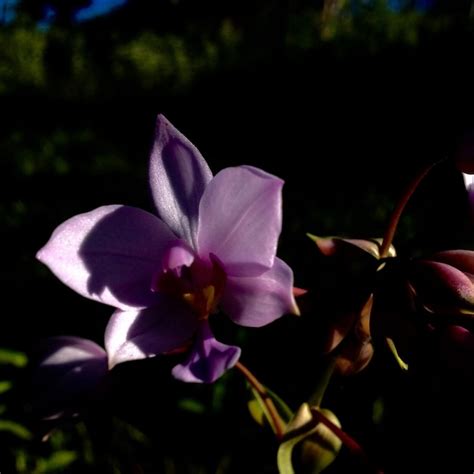 Premium Photo Beautiful Flower In The Garden