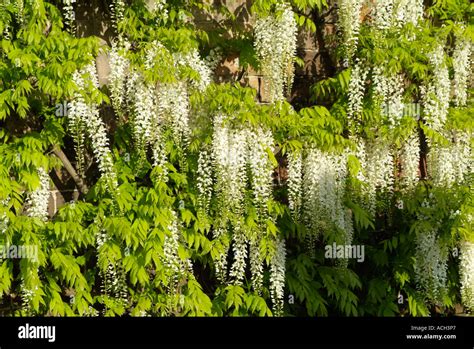 Wisteria Floribunda Alba Stock Photo Alamy