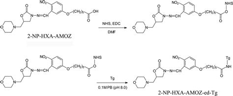 Synthesis And Structures Of Hapten Derivatives For Conjugation To