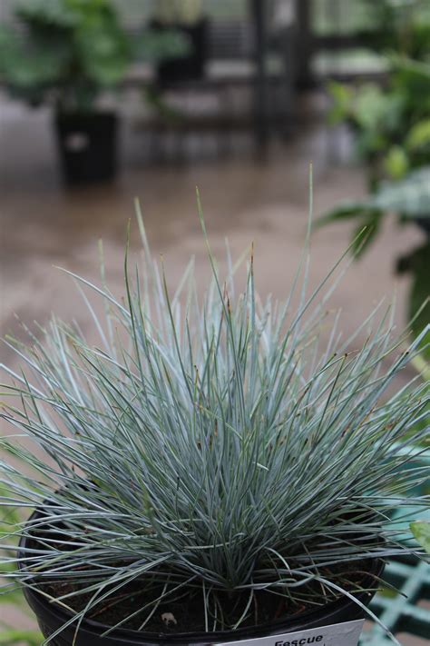 Festuca Elijah Blue 1g Bosco S Garden Center