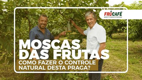 Como Fazer O Controle Natural Das Moscas Das Frutas Bichinho Da Goiaba