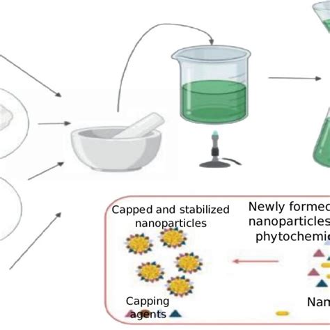 Green Synthesis Of Metal Nanoparticles By Plant Parts 9 Download