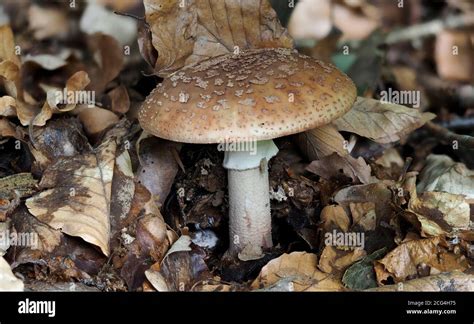 The Blusher Amanita Rubescens Edible Stock Photo Alamy