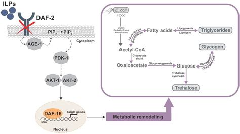 Daf Foxo In Caenorhabditis Elegans And Its Role In Metabolic Remodeling