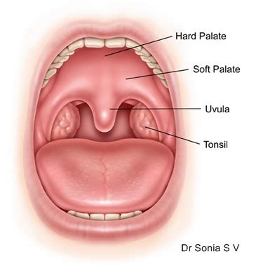 Horne Learning Services: U is for Uvula