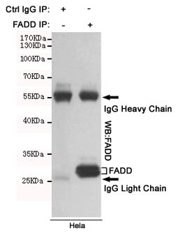 Anti-FADD Antibody - Mouse Monoclonal Antibody WB, IP - Buy Now! |Abcepta