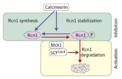 Regulating A Regulator Riken