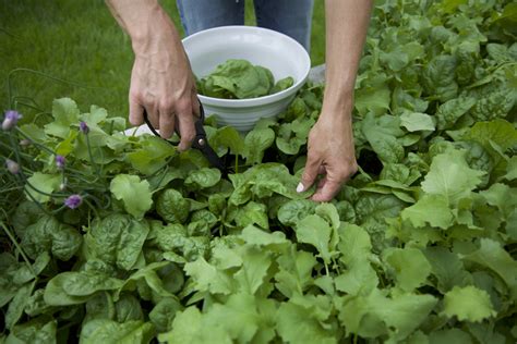 5 Easy Steps to Plant Spinach from Seed • Gardenary