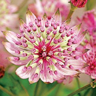 Astrantia Major Sparkling Stars Pink Pbr Id Es De Jardin Fleur Photo