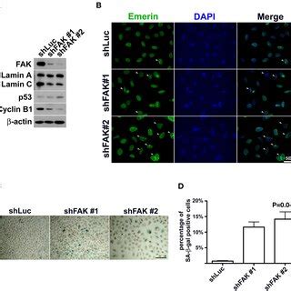 Downregulation Of Lamin A And Lamin C And Nuclear Deformity In A