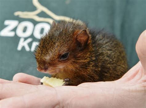 Agouti - ZooBorns