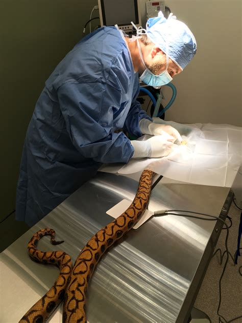 Hendricks The Rainbow Boa Has Surgery Ohana Animal Hospital Blog