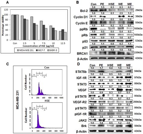 A Breast Cancer Cells Mda Mb Mcf And Skbr Were Treated With