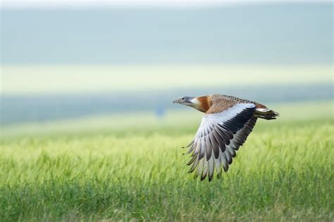 Premium Photo | Great bustard flying over a meadow