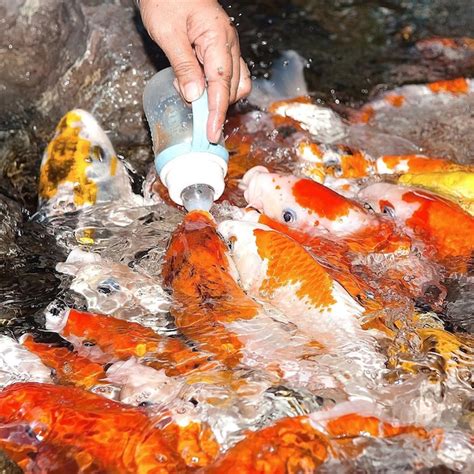 Premium Photo Midsection Of Person Holding Fish Swimming In Lake