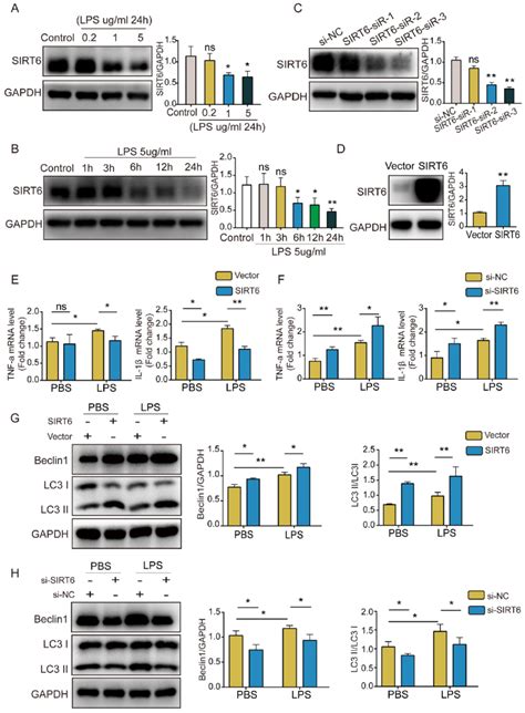 Sirt Alleviates Inflammation And Enhances Autophagy In Lps Induced