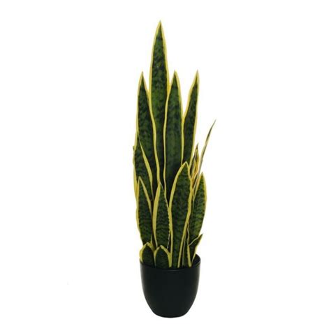 Sansevieria Pianta In Vaso C24 — Piante Artificiali Ambroso