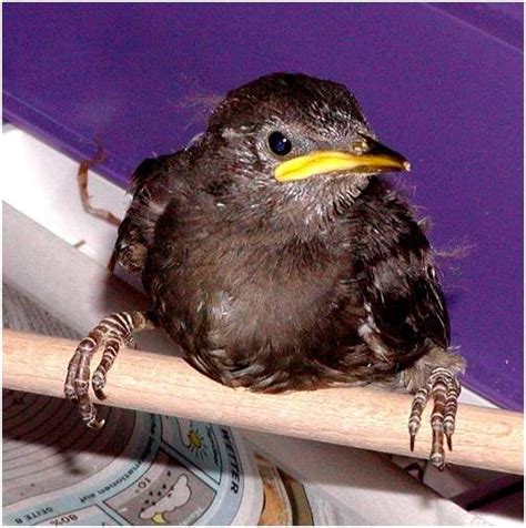 Etourneau Sansonnet 2 Elever Les Jeunes Oiseaux L Aide Aux Oiseaux