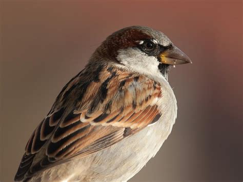 House Sparrow Bird Facts Passer Domesticus Bird Fact