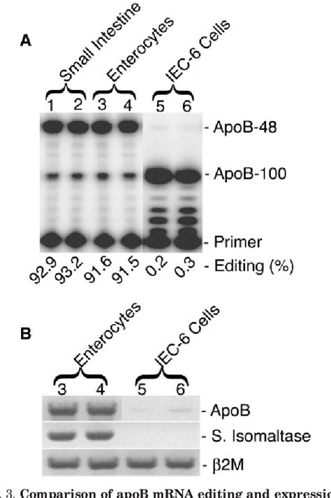 Figure 1 From Developmental Regulation Of Apolipoprotein B Mrna Editing Is An Autonomous