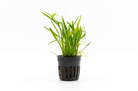 Echinodorus Helanthium Tenellus Aquarium Plant — Buce Plant